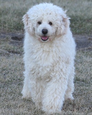 Miniature poodle puppy